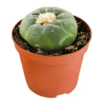 Peyote cactus - Peyote Cactus world