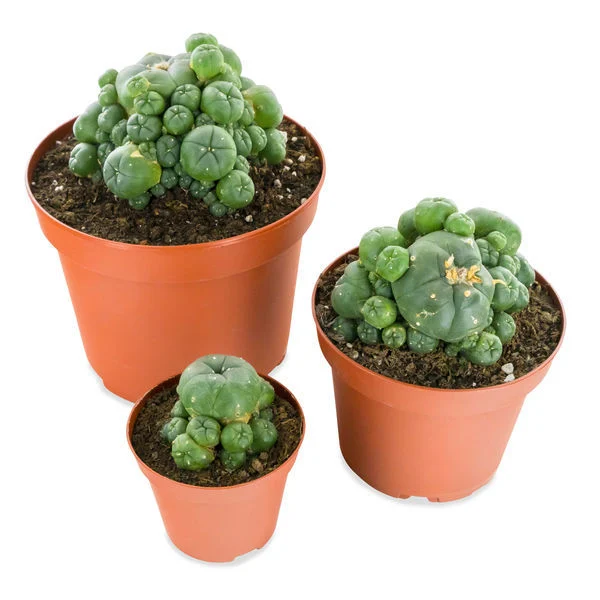 Peyote cactus - Peyote Cactus world Peyote cactus - Peyote Cactus world
