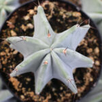 stenocereus pruinosus gray ghost columnar cactus for sale