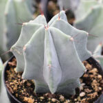 stenocereus pruinosus gray ghost columnar cactus for sale